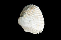 Cardium sp